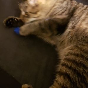 Meet your Posher, Lori